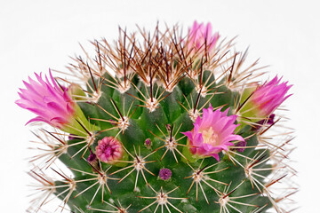 close up of blooming cactus mammillaria spinosissima on white background, detail shot of pink flowers a cactaceae plant