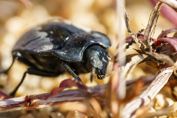 macro photography of an insect beetle on a sunny day in the Atacama Desert, Chile