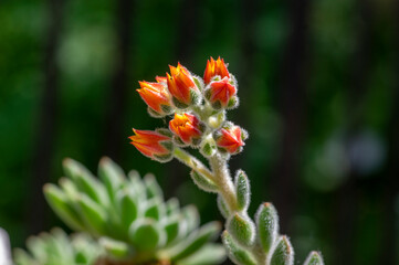 Echeveria setosa mexican fire cracker bright orange flowers in bloom, evergreen succulent flowering plant
