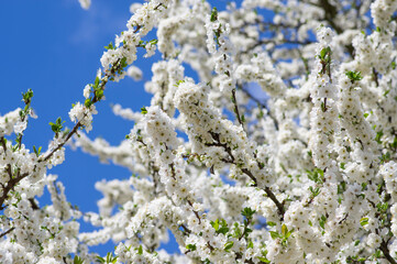 Prunus domestica italica greengages plums tree in bloom, beautiful rich flowering branches in springtime