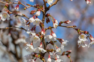 Prunus incisa Kojou-no-mai flowering early spring ornamental tree, beautiful small bright white...
