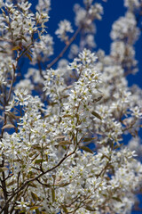 Amelanchier lamarckii deciduous flowering shrub, group of snowy white petal flowers on branches in bloom