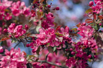 Ornamental malus royalty beautiful apple flowering tree, springtime, purple pink flowers in bloom on branches