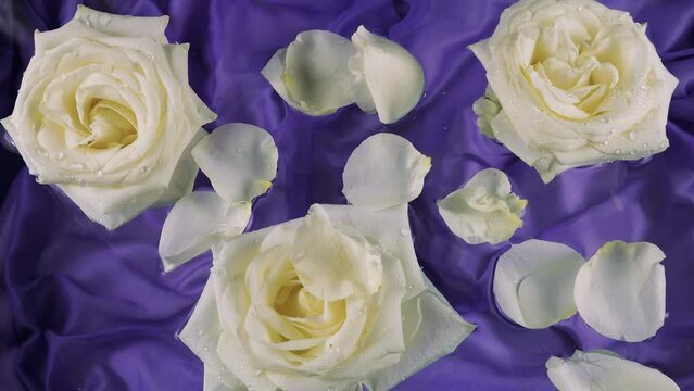 Rose petals fall on white rose flowers floating in the water on a dark purple silk background.
