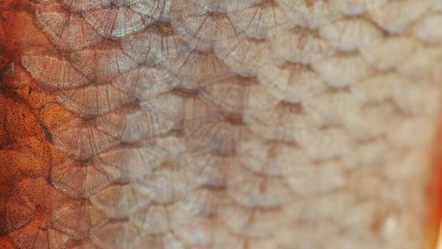 The skin of dry river crucian carp with scales in salt and wrinkled. Macro photography of amateur-salted dried fish.