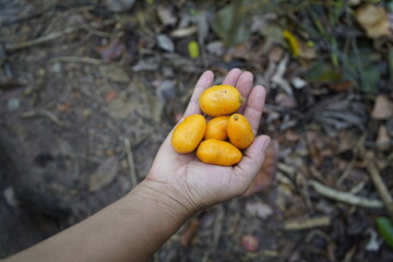 Spondias mombin or Spondias purpurea var. lutea, is a tree, a species of flowering plant in the family Anacardiaceae. Fortaleza – Ceará, Brazil.