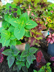 Coleus plant. Beautiful coleus flower, bright yellow and red leaves. Flowers in the garden. Floriculture. A flowerbed with decorative flowers. Gardening. Colorful plant in the garden. Coleus in a pot - 753209600