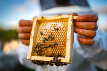 honey production and bees