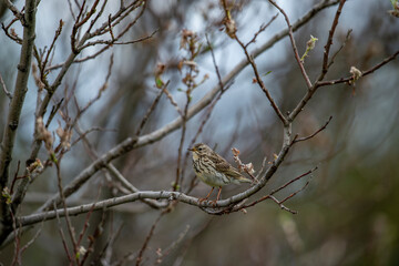 The song thrush is a songbird species from the blackbird family that lives almost throughout Eurasia. Its upper feathers are brown, and its lower feathers are cream or tan colored with black spots