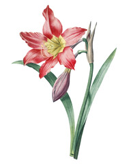 Botanical Vintage Pink Amaryllis (Amaryllis Equestre) Flower Illustration