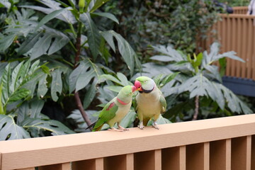 The two green winged parrot, kiss