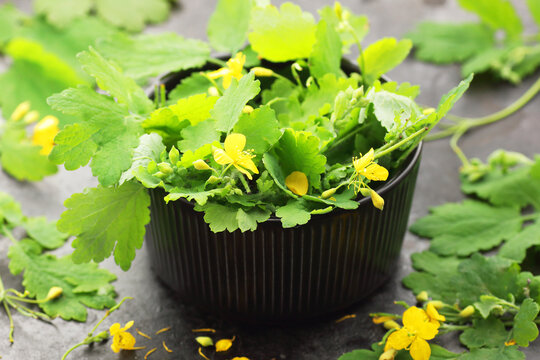 Celandine plant in black bowl with flowers and leaves, herb for skin problems and immunity