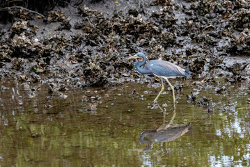 Tricolored Heron Wading along an Oyster Bed in Flagler Beach Florida