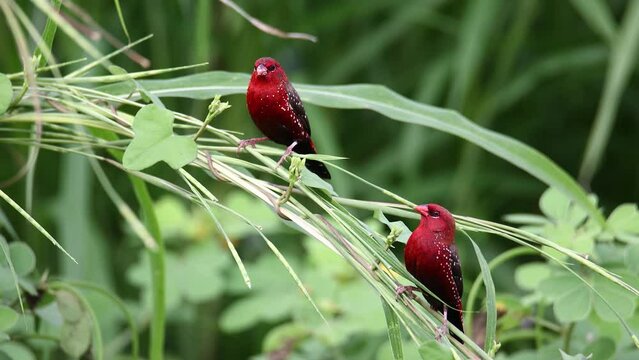 Nature wildlife footage of Red Avadavat (Amandava amandava) sitting on a green grass