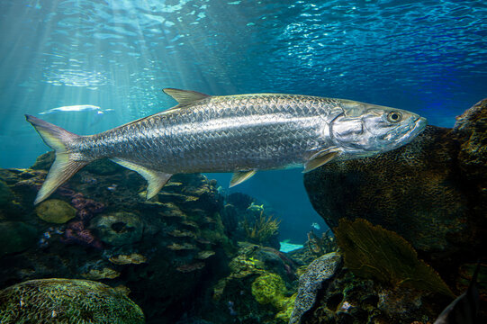 Atlantic tarpon - Megalops atlanticus.