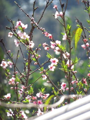 Imagens variadas da natureza