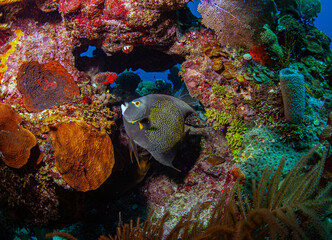 French angelfish,Pomacanthus paru