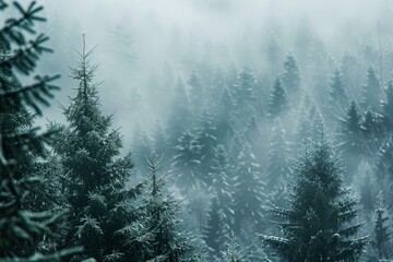 Snow-Covered Forest Filled With Trees