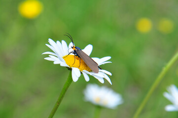 Virginia Ctenucha broad winged wasp moth on white daisy petal summer meadow