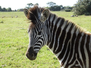 Zebra in Südafrika