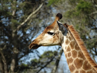 Giraffe in Südafrika