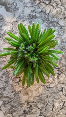 Vibrant Green Cactus on Textured Grey Stone, Top-Down View