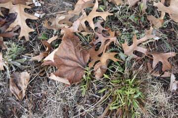 leaves on the grass
