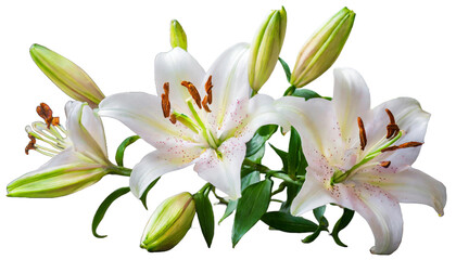 Elegant blooming lilies with buds isolated on white background