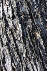 bark of a tree