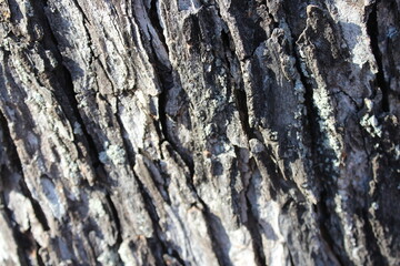 bark of a tree