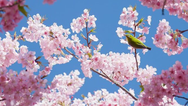 桜の枝から飛び立つメジロ