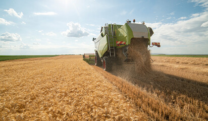 Harvesting wheat harvester on a sunny summer day