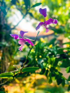 Beautiful purple color orchid flowers