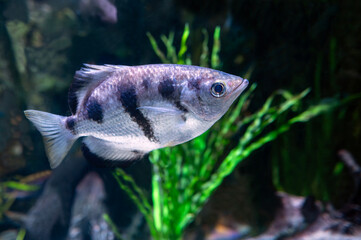 A banded archer fish (Toxotes jaculatrix)