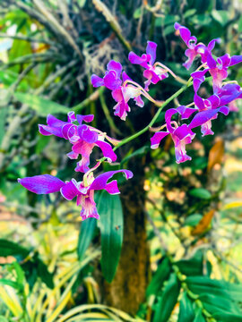 Beautiful purple color orchid flowers
