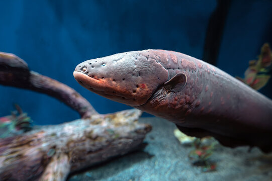 Electric eel (Electrophorus electricus) in aquarium