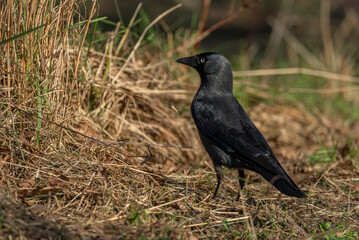 Jackdaw bird with black feathers in green dry spring grass in sunny day