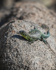 lagarto posando encima de roca con colores vivos