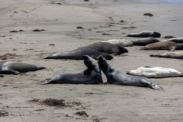 Elephant Seal Disagreement