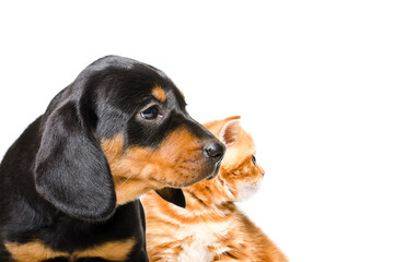 Portrait of a Slovakian Hound puppy and a red Scottish Straight kitten, closeup, side view, isolated on a white background