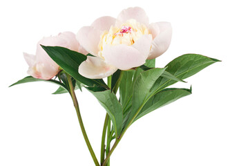White peonies flowers isolated on white background.