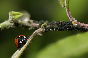 Ladybird on leaf shoot near colony of greenfly