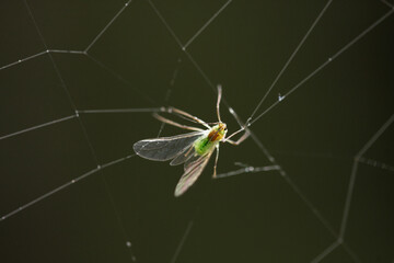 Greenfly aphid trapped in spider web close up