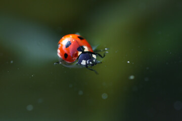 Ladybird swimming on surface in small pool of water