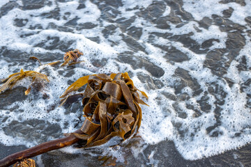 Seaweed on the beach of Atlantic ocean, iceland