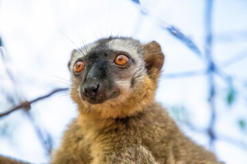 Common brown lemur (Eulemur fulvus) with orange eyes.