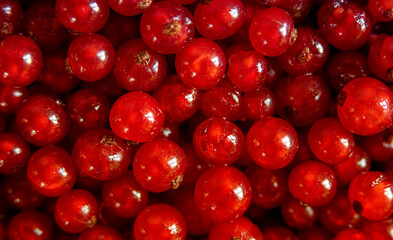 Background of bright, juicy red currants. View from above