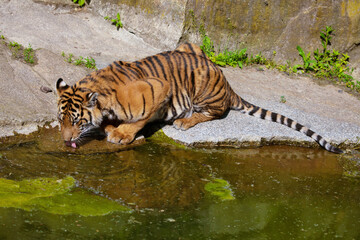 Fototapeta premium critically endangered Sumatran tiger