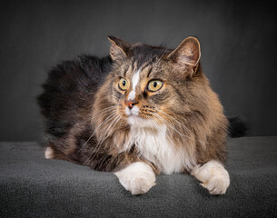 Beautiful Domestic Long-Haired Cat Laying Down and Looking To The Side