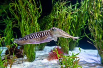 Cuttlefish  - Sepia officinalis